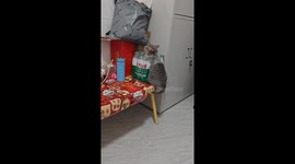 Mischievous tabby cat gets stuck in water bottle package in Guangdong, China