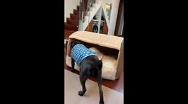 Dogs take turns in cozy bed in Jiangsu, China