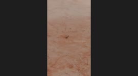 Resident watches as mosquito and ant fight one another