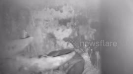 New hope for white rhino after Cotswold couple's baby joy 1/3