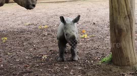 New hope for white rhino after Cotswold couple's baby joy 3/3