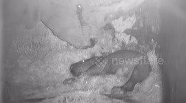 New hope for white rhino after Cotswold couple's baby joy 2/3