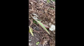 Gardener captures rare moment a Chinese mantis lays her egg case — 3 million views and counting