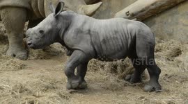 UNCAPTIONED: New hope for white rhino after Cotswold couple's baby joy