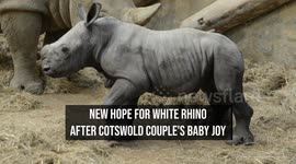 New hope for white rhino after Cotswold couple's baby joy