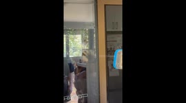Spider removal goes awry on glass door in Brisbane, Australia