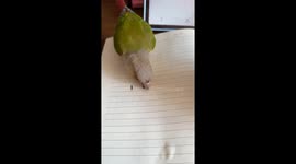 Rosy-faced lovebird confused by drawn sunflower seeds in Shanghai, China