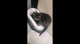 Mischievous kitten accidentally trapped in smart trash can in Heilongjiang, China