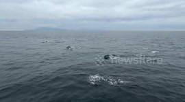 Large pod of dolphins spotted near Channel Islands, California, USA
