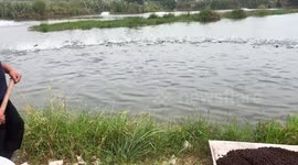 Fish farmer tosses feed pellets into pond during routine feeding