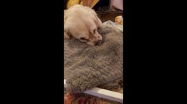 Adorable Dog's Strange Addiction: A Comforting Cushion Obsession