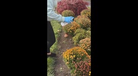 Seventy-eight-year-old revives frozen mums with spray paint—viral TikTok blooms to 1.8M views