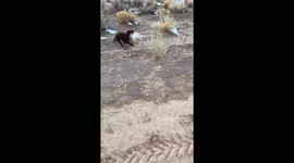 Dog and falcon training session in Albuquerque, New Mexico, USA