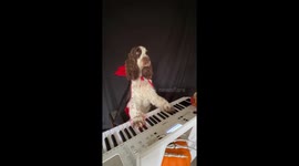 Contrasting Piano Pieces By Vampire Dogs