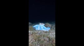 Mesmerising Caribbean reef octopus filmed feeding in Cozumel night dive