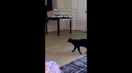 Cat becomes obsessed with “lizard TV,” enlists dad for daily lift-and-hunt game that’s melting hearts online