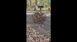 Unbelievable Sight: Branch Blows Itself Down the Road!