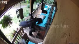 Mama Bear and Four Cubs Visit Porch