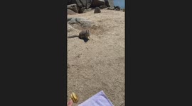 Squirrel Wants Chicken