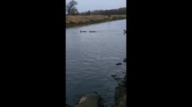 Three deer swimming across a river