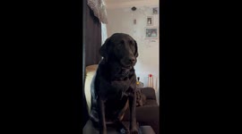 Sweetest Moment: Baby Showering Affection on Gentle Dog Friend