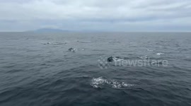 Hundreds of Dolphins Gracefully Ride the Waves off Santa Barbara