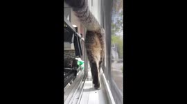 Clever tabby cat slides through window track to fetch toy in Longueuil, Canada