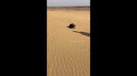 Two British Shorthair cats take a stroll together in the desert in Neimenggu, China