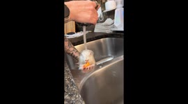 Albino prairie dog enjoys a relaxing bath in Marrero, Louisiana, USA