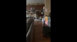 Bulldog carries stuffed Flounder toy to bed in Fairfield, California, USA