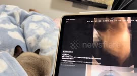 Siamese cat adorably responds to meowing video in Zhejiang, China