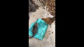 Playful scuffle between a cat and a chicken in Guangxi, China