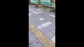 Dog collects plastic bottles in Guangdong, China