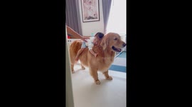 Baby learns how to climb on pet dog's back