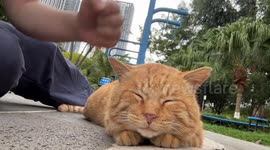 Teenagers play with stray cat in Yunnan, China