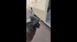 Goat appears to smoke cigarette in Shanxi, China