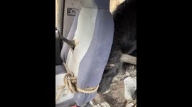 Bull gets stuck in van in Sichuan, China