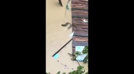 Python emerges in typhoon floods in the Philippines