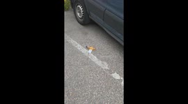 This video examines the unhygienic practices of Amazon delivery drivers in Belvedere.