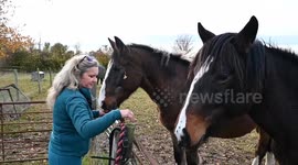 Horse breeder baffled by council noise complaint over 