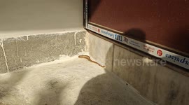 Snake at the Gate! Sandeep Kumar's Unexpected Wildlife Moment