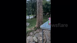 Mosquito Zapping Marathon: Irishman’s Not-So-Relaxing Thai Getaway!