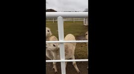 Woman surprised by alpaca while feeding at a farm in Yekaterinburg, Russia