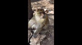 Barbary macaque bites tourist in Azrou, Morocco