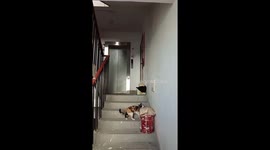 Clever cat opens small door to enter home in Xinjiang, China