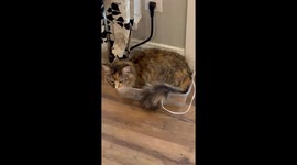 World's Smallest Box? Challenge Accepted! Watch This Adorable Cat Conquer It