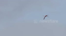 Missing flamingo Frankie seen flying in new video after escaping from sanctuary