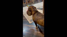 Rescue pup Mya wiggles for snacks—adorable bowl-begging video hits 59K views