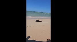 Man rescues stranded turtle in heartwarming viral clip—Instagram video hits 280K views