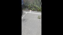 This video examines the unhygienic practices of Amazon delivery drivers in Belvedere.